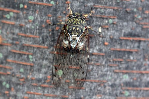 Close-up of a cicada resting on a textured tree bark, showcasing its detailed wings and patterned body.