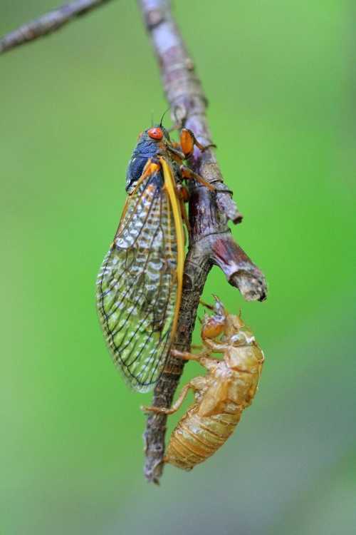 A cicada perched on a branch next to its exoskeleton, showcasing its vibrant wings and intricate details.