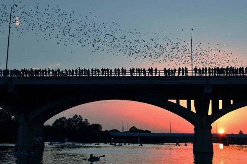 Silhouetted bridge with a crowd watching bats emerge at sunset, reflecting on the water below.