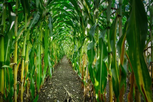 A narrow path through tall, green corn plants, creating a tunnel-like effect in a field.