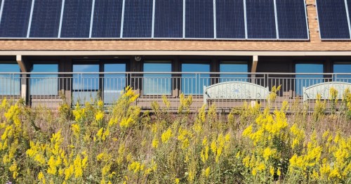 A building with solar panels on the roof, surrounded by yellow wildflowers and a railing with benches.