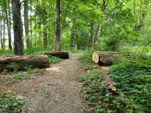 A winding dirt path through a lush green forest, flanked by large fallen logs and dense foliage.