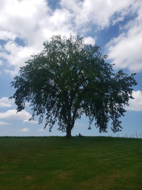 A large tree stands on a grassy hill under a blue sky with clouds, with a person sitting on a bench nearby.