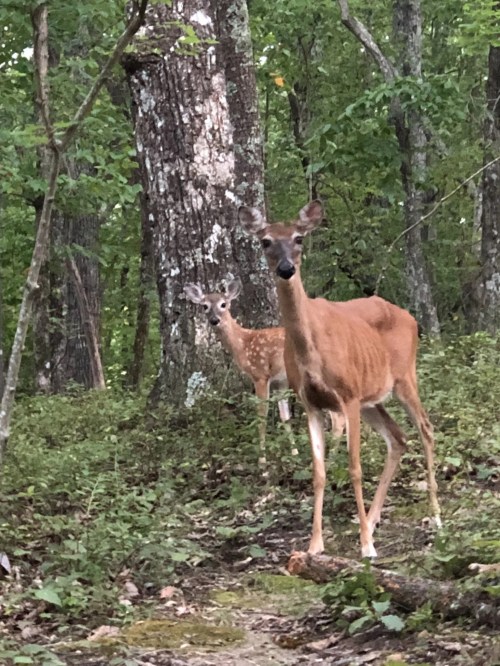Two deer stand in a wooded area, surrounded by trees and greenery, with one fawn visible in the background.