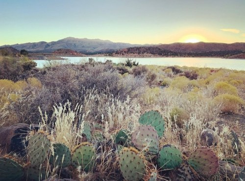 Sunset over a serene lake, surrounded by mountains and desert vegetation, including cacti and golden grasses.