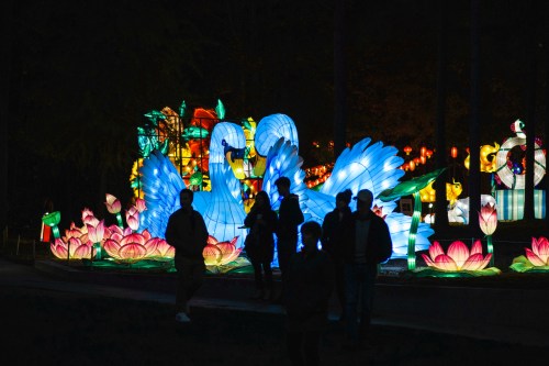 Colorful illuminated swans and flowers at night, with silhouettes of people walking nearby.
