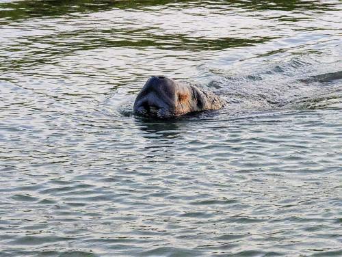 A manatee surfaces in calm water, its snout breaking the surface as it swims.