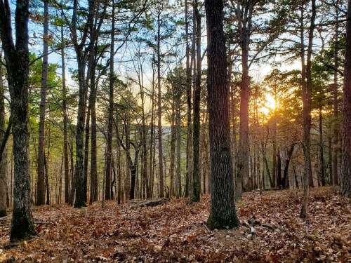 Sunset peeking through trees in a forest, with fallen leaves covering the ground and a warm glow in the background.