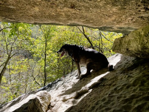 A dog sits on a rocky ledge under a natural arch, surrounded by lush green trees and sunlight.