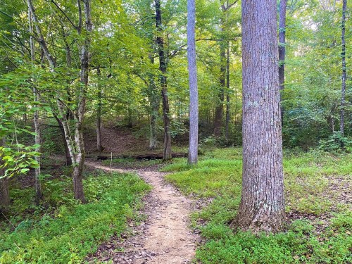 A serene forest path winding through tall trees and lush greenery, inviting exploration in nature.