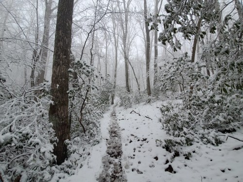 A snowy forest path surrounded by trees and bushes, creating a serene winter landscape.