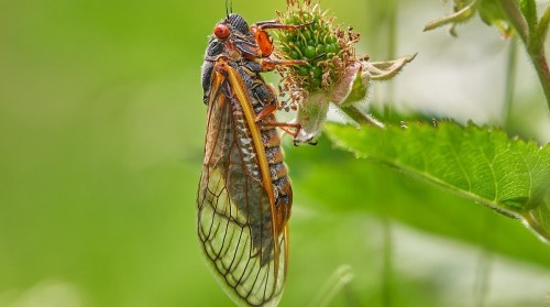 A close-up of a cicada perched on a green plant, showcasing its detailed wings and vibrant colors.