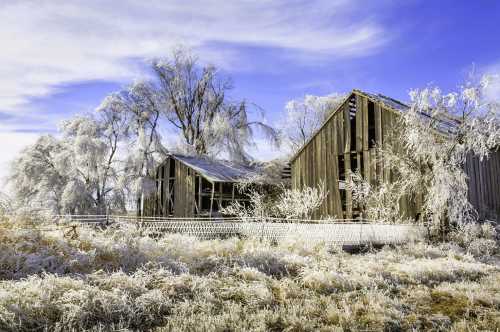 Frozen and icy barn in winter