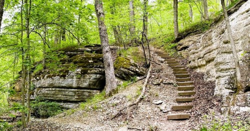A forested area with green trees and a stone staircase leading up a rocky hillside.
