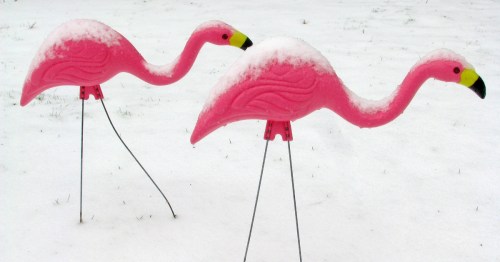 Two pink plastic flamingos covered in snow, standing in a snowy yard.