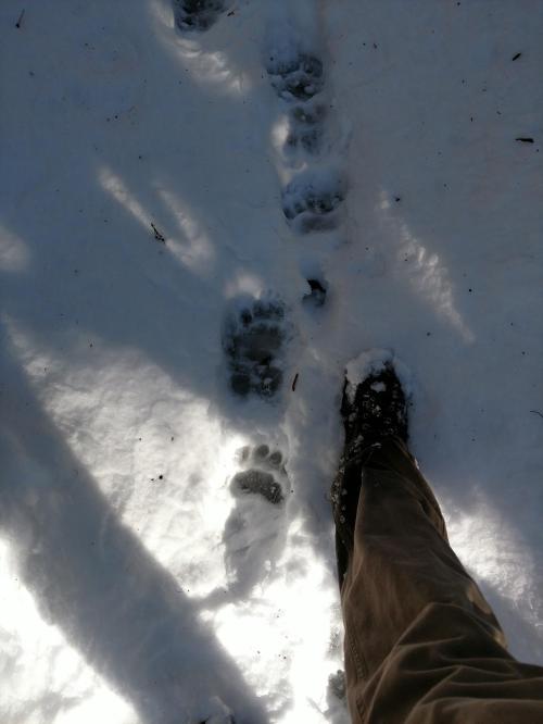 Footprints in the snow, with a human foot next to animal tracks, showing a contrast between sizes and shapes.