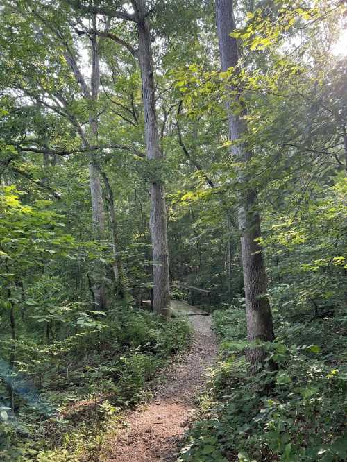 A winding dirt path through a lush green forest, surrounded by tall trees and dappled sunlight.