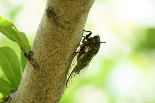 A close-up of a cicada perched on a tree trunk, with green foliage blurred in the background.