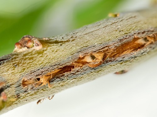 Close-up of a damaged plant stem showing cracks and wood texture, with visible signs of insect activity.