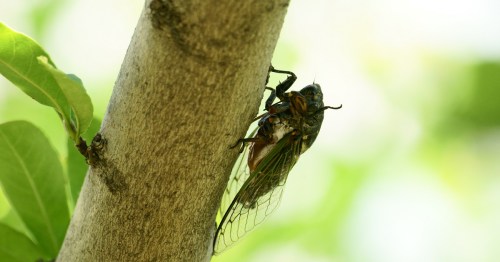 A close-up of a cicada perched on a tree trunk, with green leaves blurred in the background.