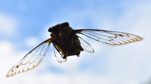 Close-up of a cicada in flight against a blue sky, showcasing its detailed wings and body.