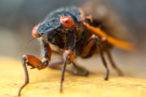 Close-up of a cicada with prominent red eyes and detailed texture on its body, set against a blurred background.