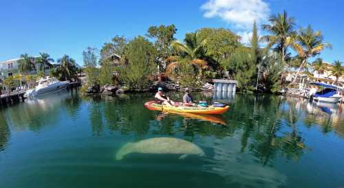 A kayak with two people paddles in a calm waterway, with a manatee swimming below and tropical vegetation around.