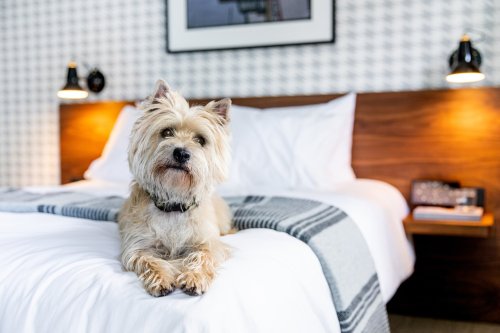 A small, fluffy dog lounging on a neatly made bed in a stylish hotel room.