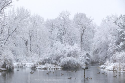 A serene winter scene with snow-covered trees and ducks swimming in a calm, icy river.