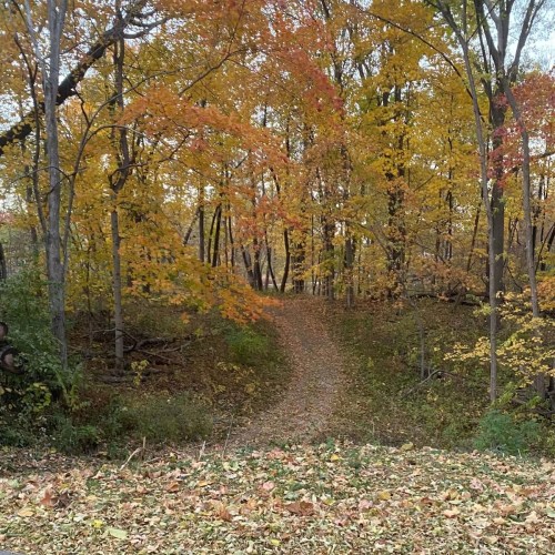 A winding path through a forest with vibrant autumn leaves in shades of orange, yellow, and red.