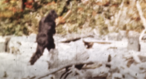 A blurry figure resembling a large, hairy creature walks through a forested area, surrounded by logs and foliage.