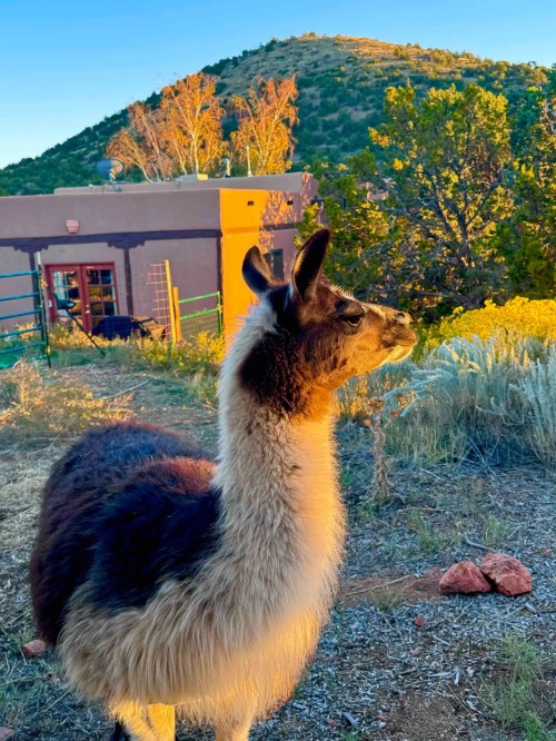 A llama stands in a grassy area, looking towards a colorful building and a hillside in the background.