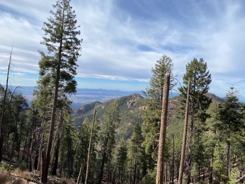 A scenic view of a mountainous landscape with tall pine trees and a distant valley under a cloudy sky.