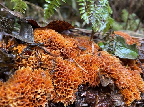 Close-up of vibrant orange fungi growing on a log, surrounded by green ferns and fallen leaves in a forest setting.