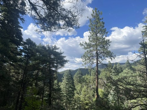 A scenic view of a forest with tall trees and a blue sky dotted with clouds in the background.