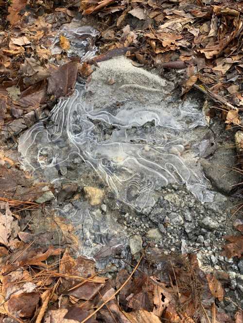 A patch of ground covered with a thin layer of clear, swirling liquid among fallen leaves and dirt.