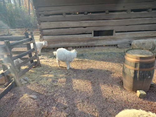 A white sheep stands near a wooden barn and a barrel, with a fenced area in the background.