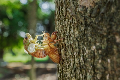 A close-up of a cicada emerging from its exoskeleton on a tree trunk, surrounded by green foliage.