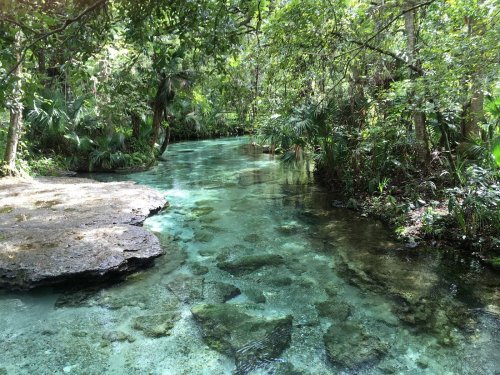 A serene, clear river flows through a lush green forest, with rocks visible beneath the water's surface.