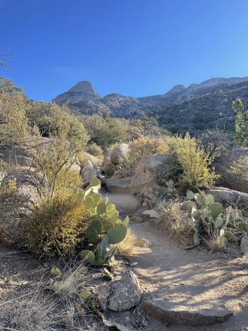 A winding dirt path through a desert landscape with cacti and rocky terrain, framed by mountains under a clear blue sky.