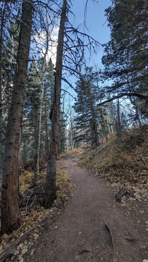 A winding dirt path through a forest of tall trees and scattered autumn leaves under a clear blue sky.