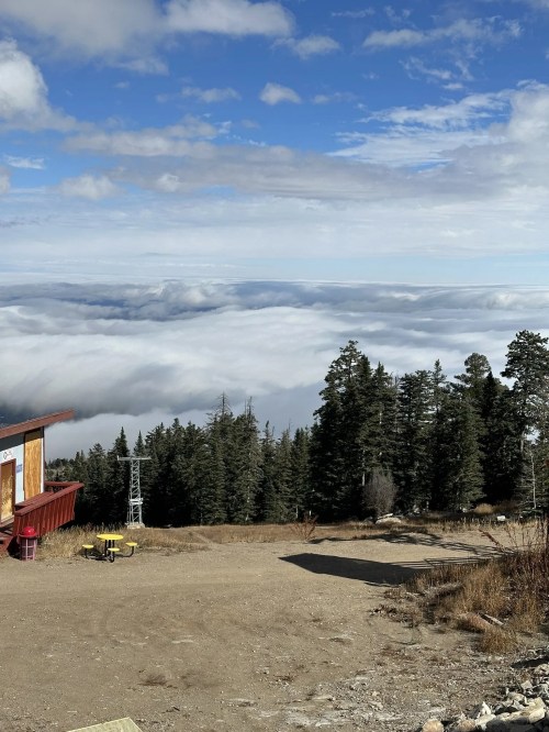 A scenic view from a mountain top, with trees in the foreground and a sea of clouds below under a blue sky.
