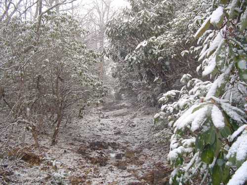 A snowy forest path surrounded by trees and shrubs, creating a serene winter landscape.