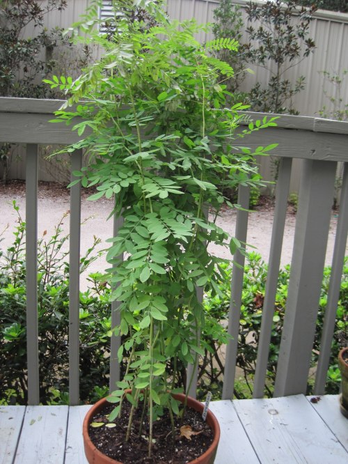 A tall green plant with feathery leaves in a terracotta pot on a wooden deck, surrounded by greenery.