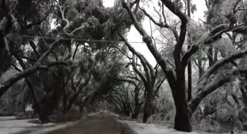 A snowy road lined with tall, frosted trees creating a serene winter landscape.