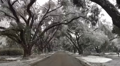 A snowy road lined with large, ice-covered trees creating a serene winter landscape.