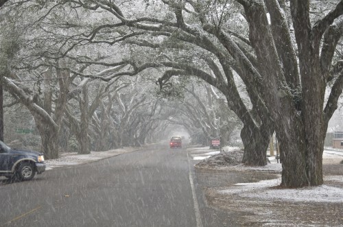 A snowy road lined with large trees, creating a serene, wintery atmosphere. A car drives through the falling snow.