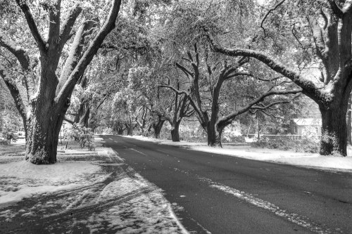 A snow-covered road lined with trees, creating a serene winter landscape in black and white.