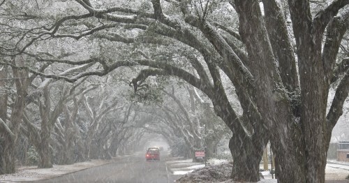 A snowy street lined with large trees, creating a serene winter scene with falling snowflakes.