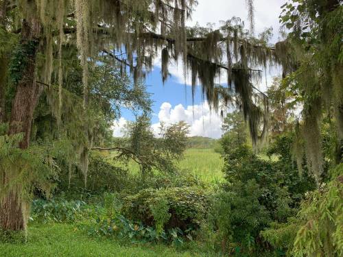 Lush green landscape framed by trees draped in Spanish moss, with a bright blue sky and fluffy clouds in the background.